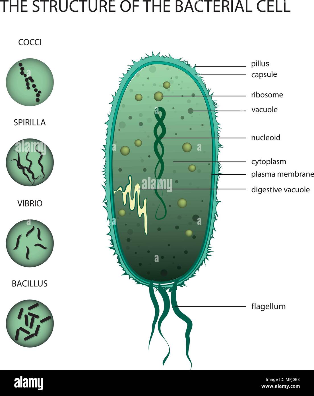 Illustrazione della struttura della cellula batterica Illustrazione Vettoriale