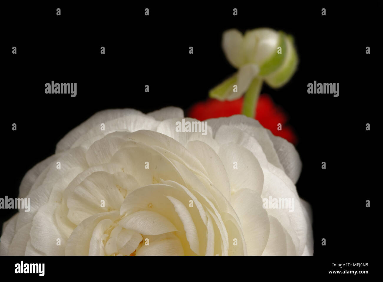 White Ranunculus asiaticus Foto Stock