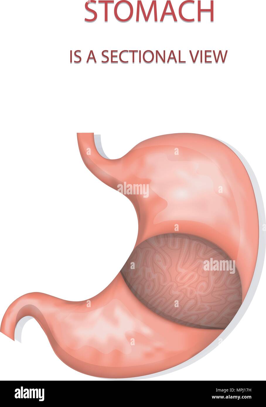 Illustrazione dello stomaco, vista in sezione. gastroenterology Illustrazione Vettoriale