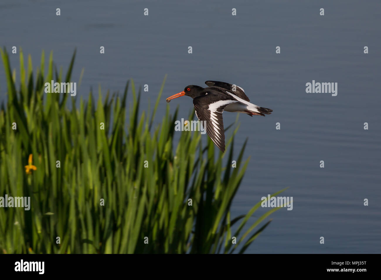 Regno Unito (oystercatcher Haematopus ostralegus) isolato in volo sopra l'acqua da reed bed. Oystercatcher battenti. Genitore raccolta di uccelli insetti, grub nel becco. Foto Stock