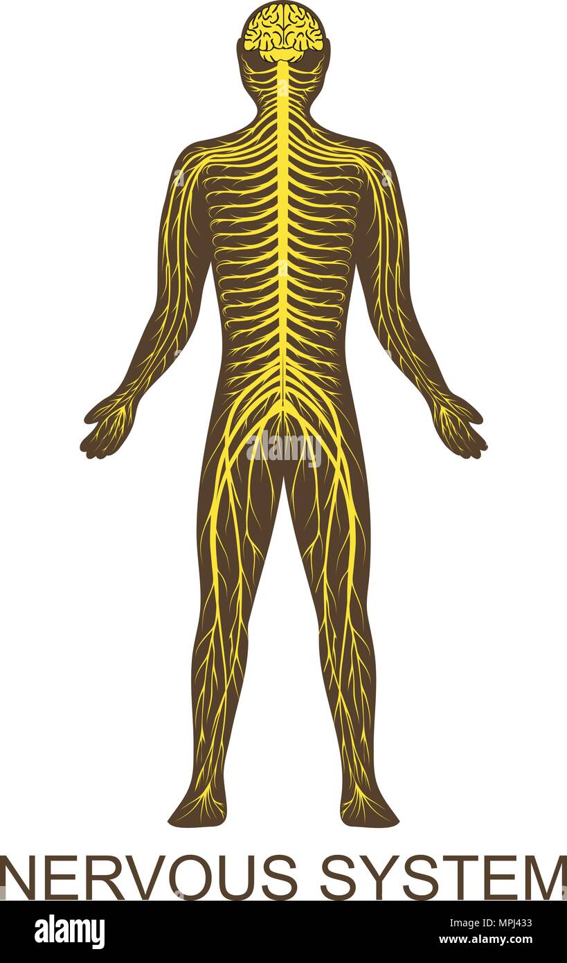 Illustrazione della struttura del sistema nervoso umano Illustrazione Vettoriale