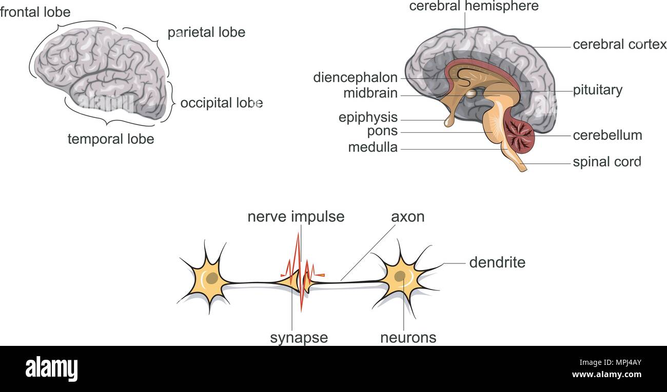 Illustrazione del cervello e le cellule nervose. vettore Illustrazione Vettoriale