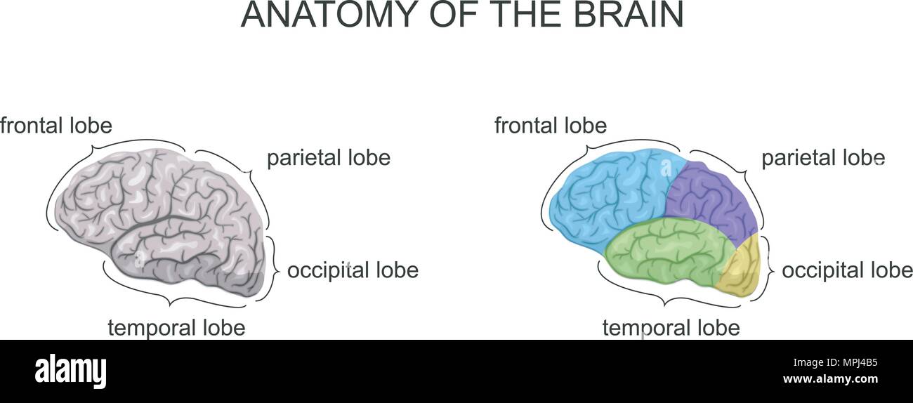 Anatomia del cervello Descrizione sistema nervoso Illustrazione Vettoriale