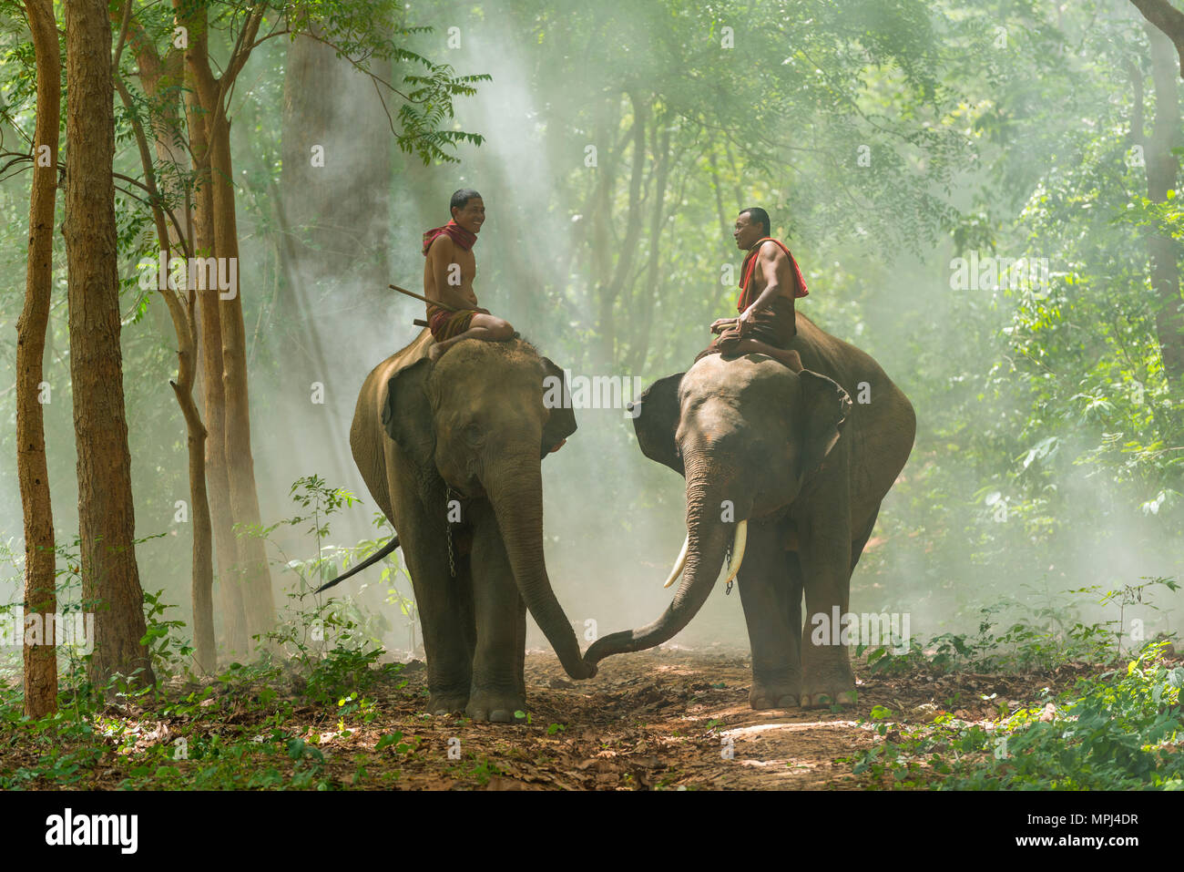 Surin, Tailandia - 25 Giugno 2016: Mahouts elefanti di equitazione camminando sul marciapiede in mattina nella foresta in Surin, Thailandia Foto Stock