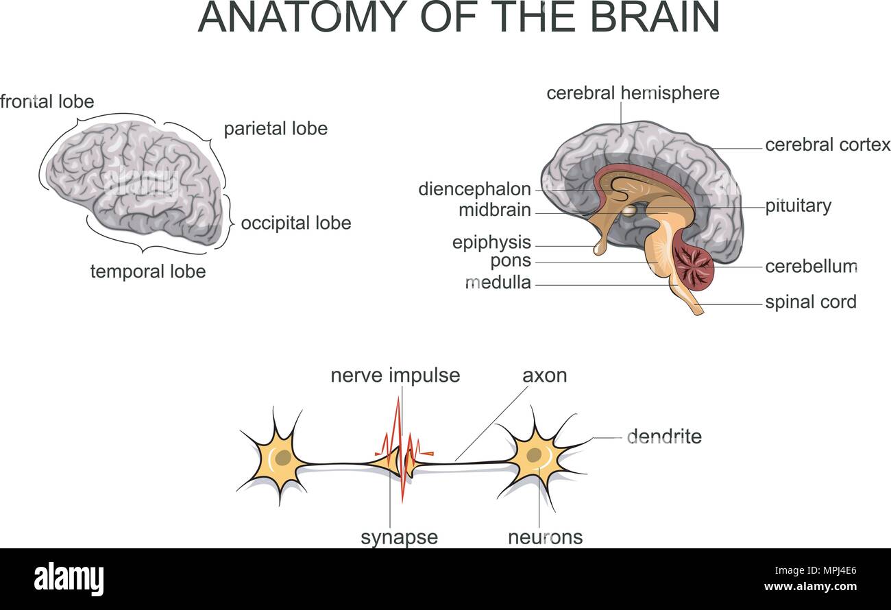 Anatomia NORMALE DEL CERVELLO sistema nervoso Illustrazione Vettoriale
