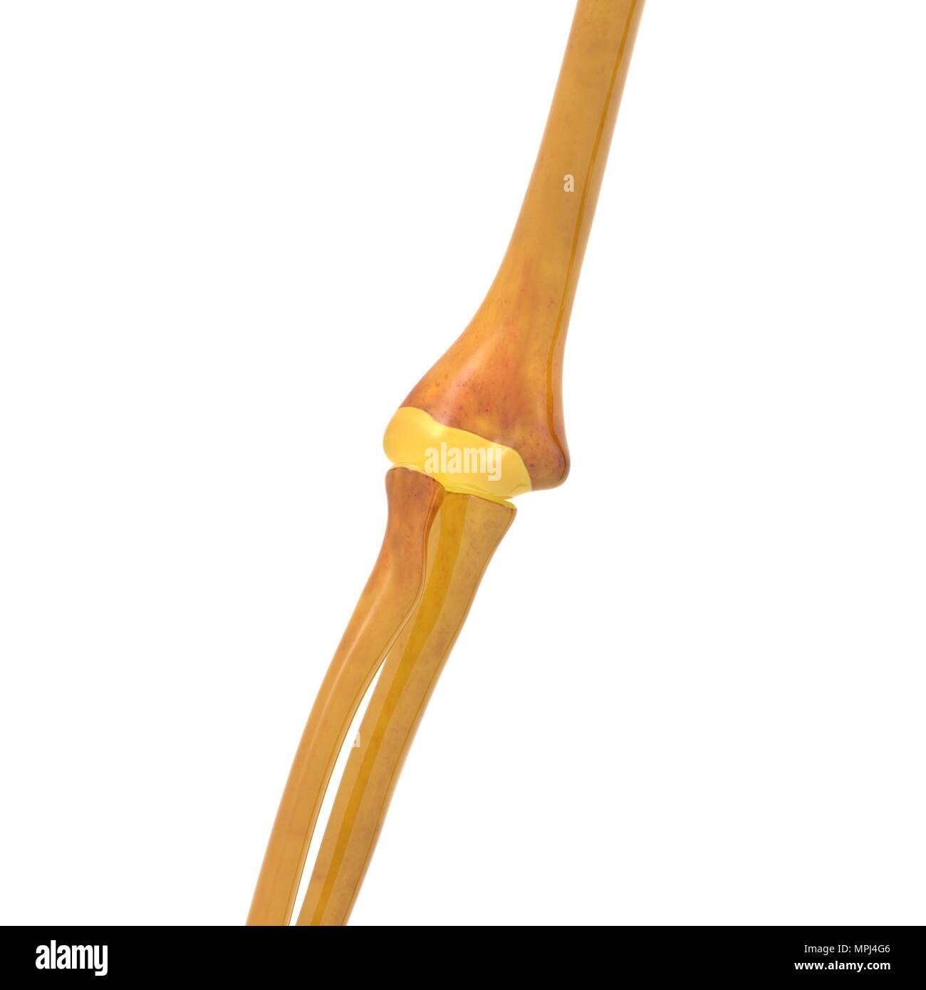 Scheletro umano sistema ossa articolazioni anatomia Foto Stock