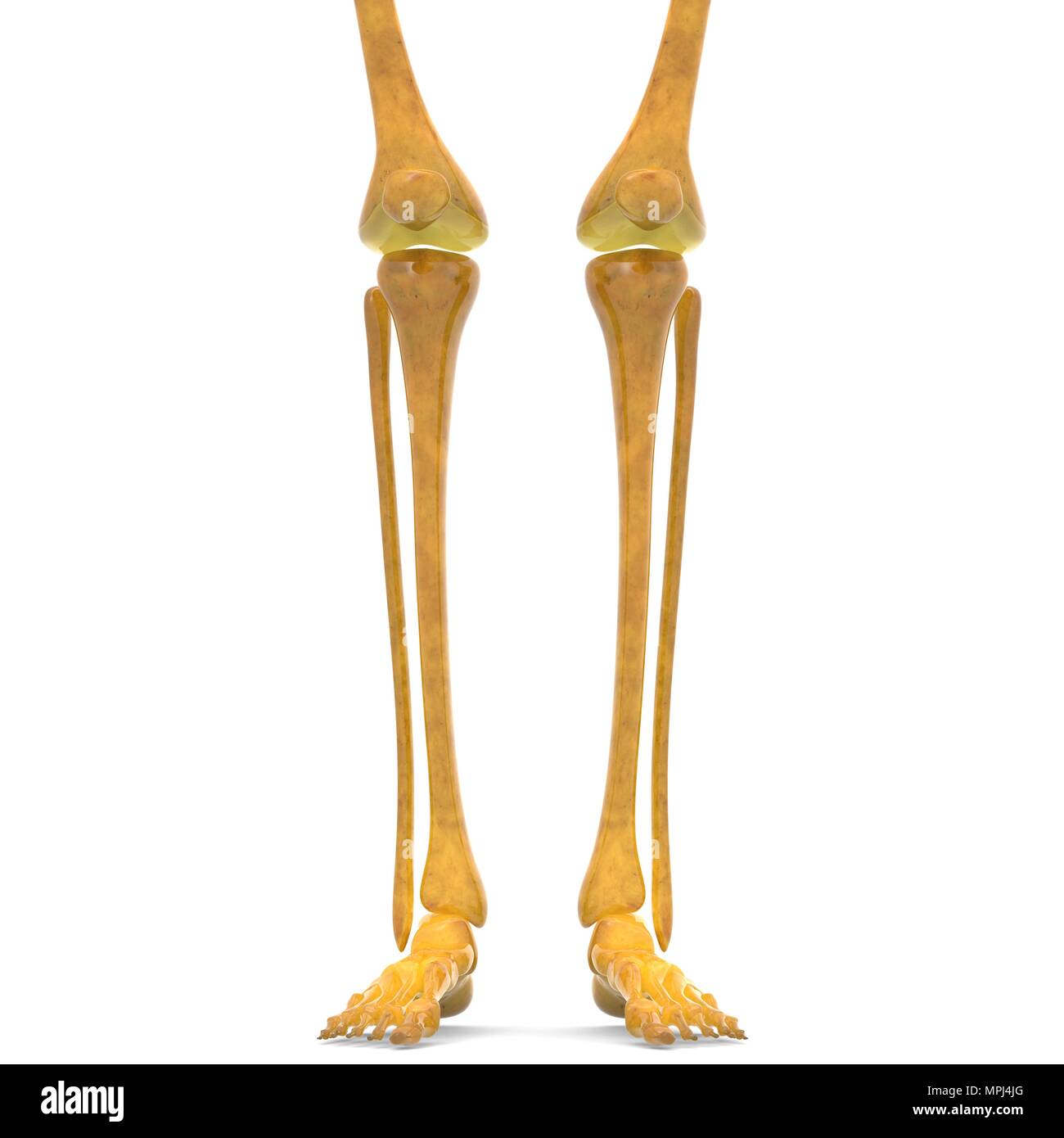 Scheletro umano sistema ossa articolazioni anatomia Foto Stock
