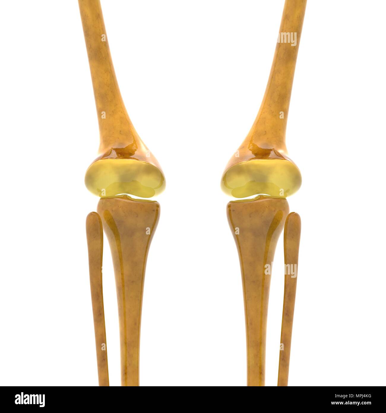 Scheletro umano sistema ossa articolazioni anatomia Foto Stock