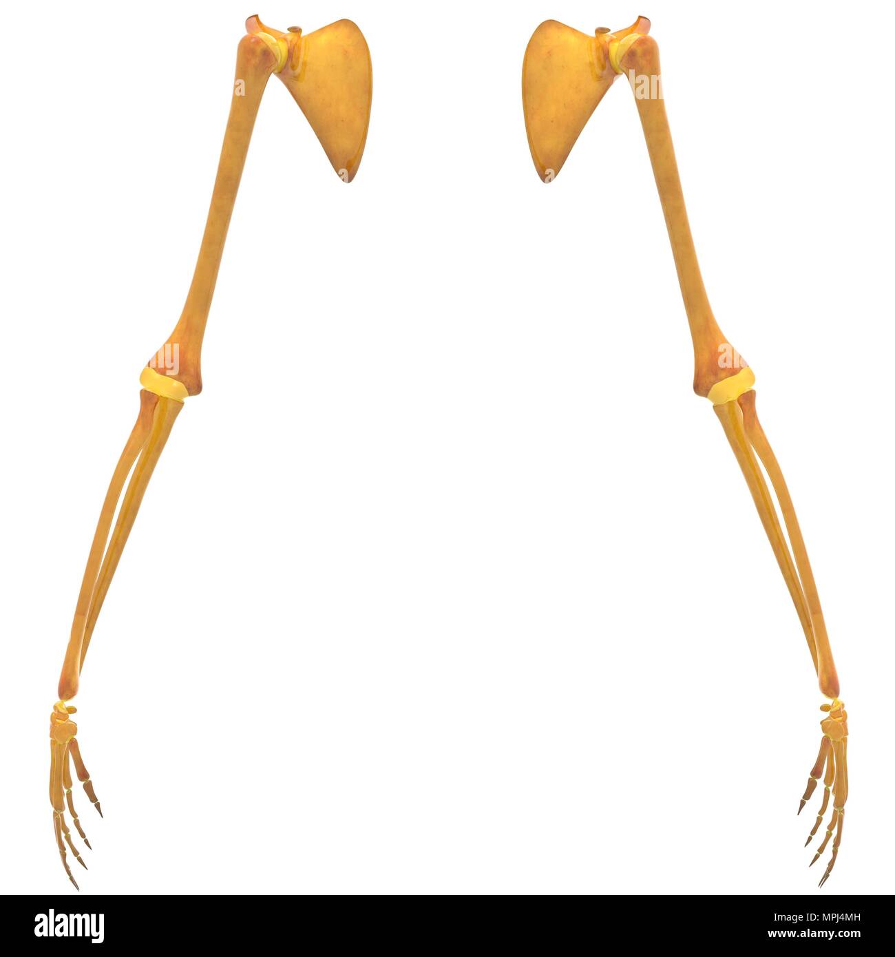 Scheletro umano sistema ossa articolazioni anatomia Foto Stock