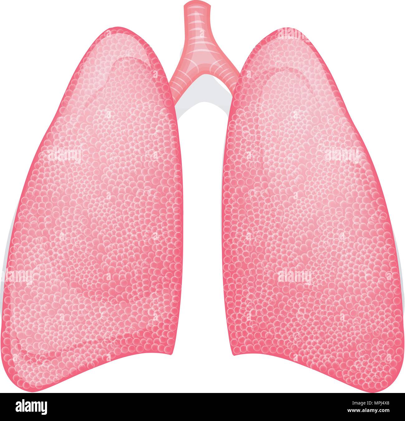 I polmoni di una persona sana. vettore Illustrazione Vettoriale