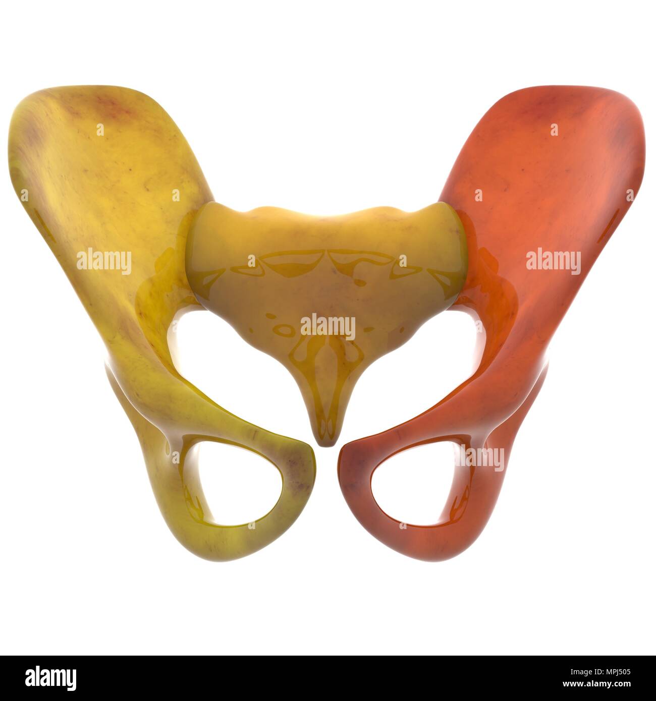 Scheletro umano sistema ossa articolazioni anatomia Foto Stock