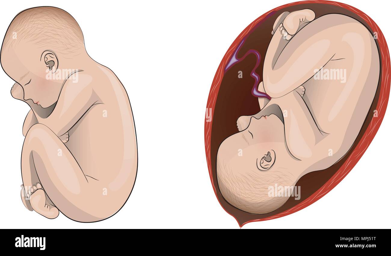 Illustrazione della gravidanza, l'utero e il bambino Illustrazione Vettoriale