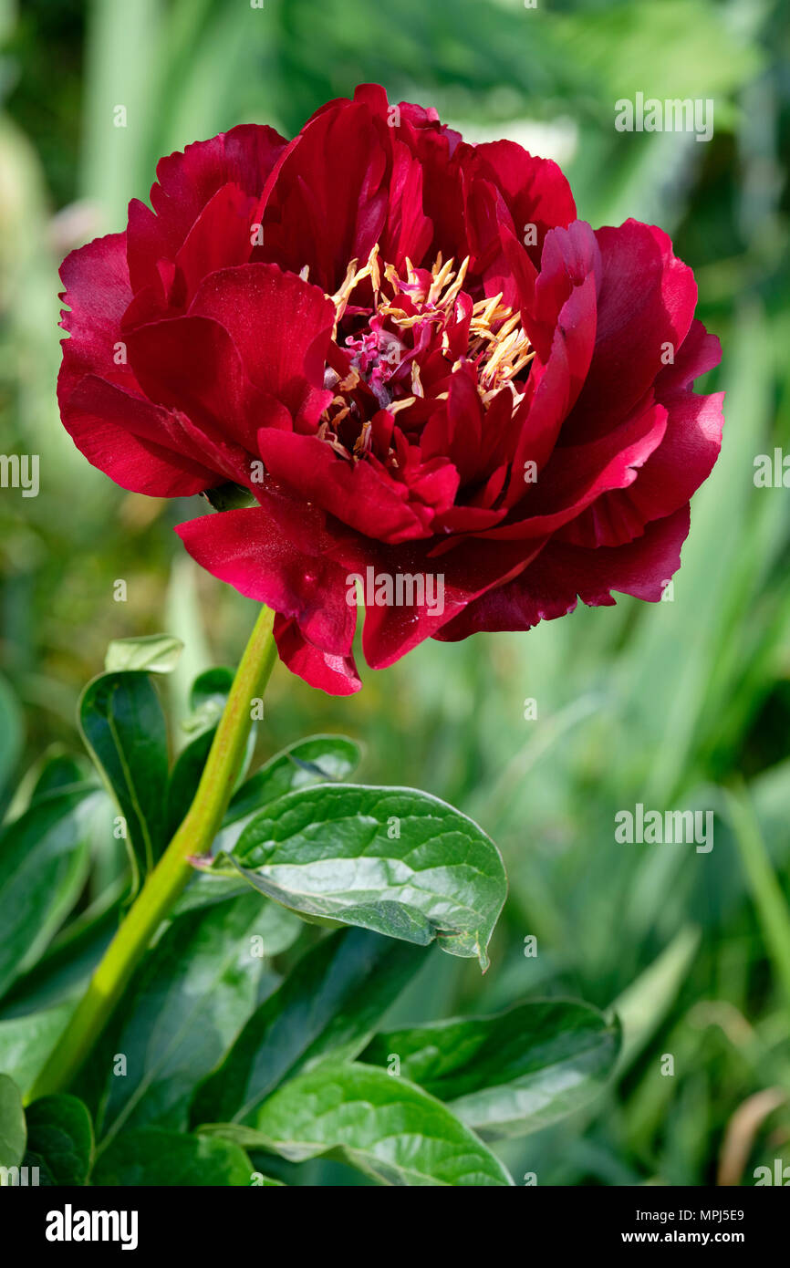 Close-up di un profondo rosso peonia (Paeonia) 'Buckeye Belle' Fiore. Foto Stock