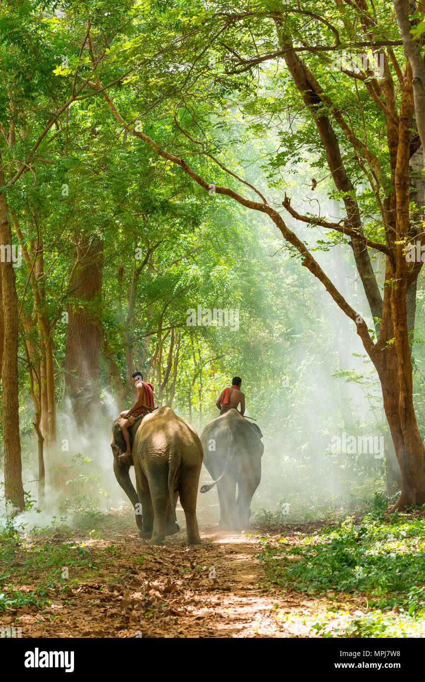 Surin, Tailandia - 25 Giugno 2016: Mahouts elefanti di equitazione camminando sul marciapiede in mattina nella foresta in Surin, Thailandia Foto Stock