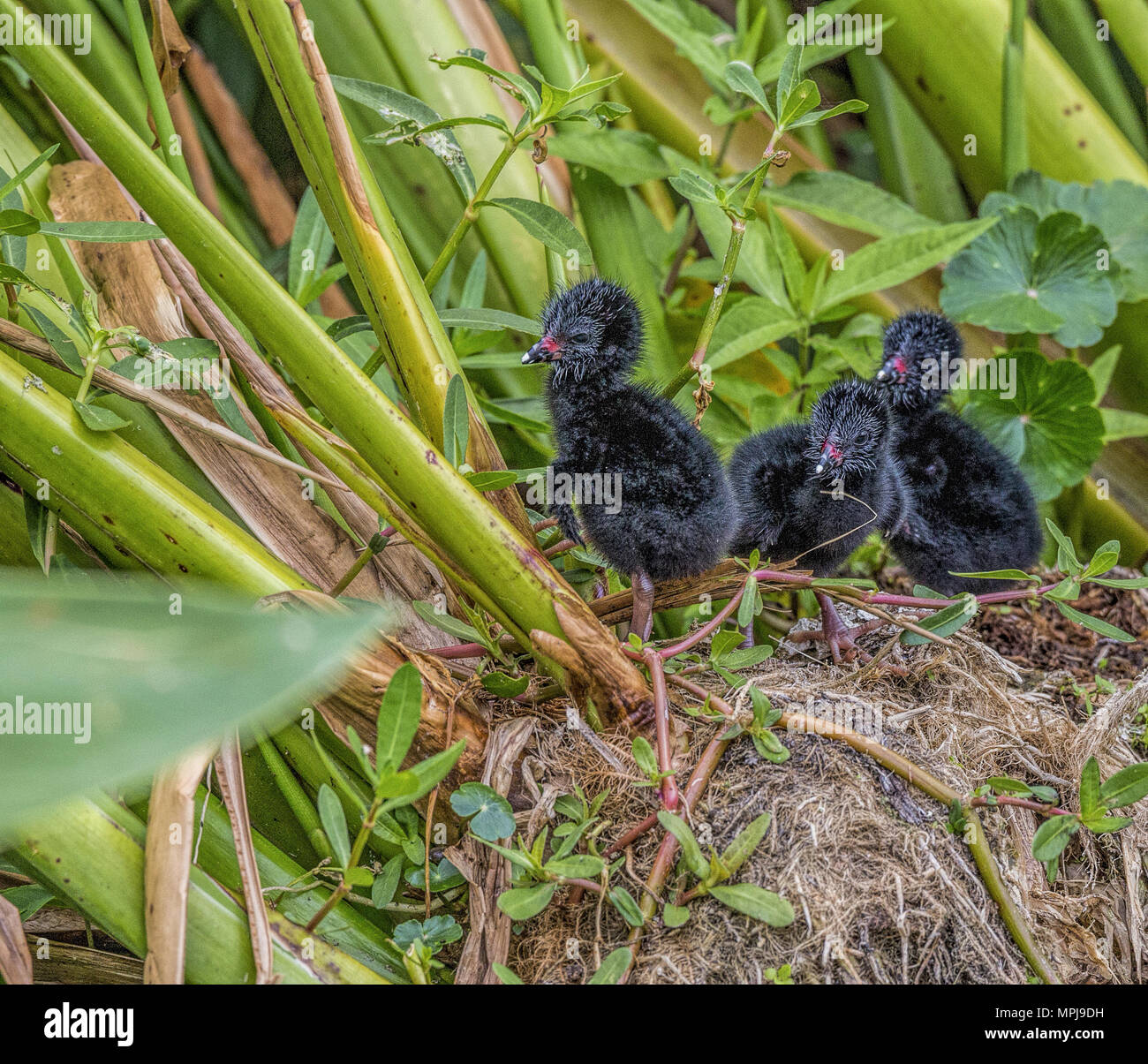 Pollo Sultano neonati sul nido -Porphyrula Martinica, Verde Cay Nature Preserve, Florida Foto Stock