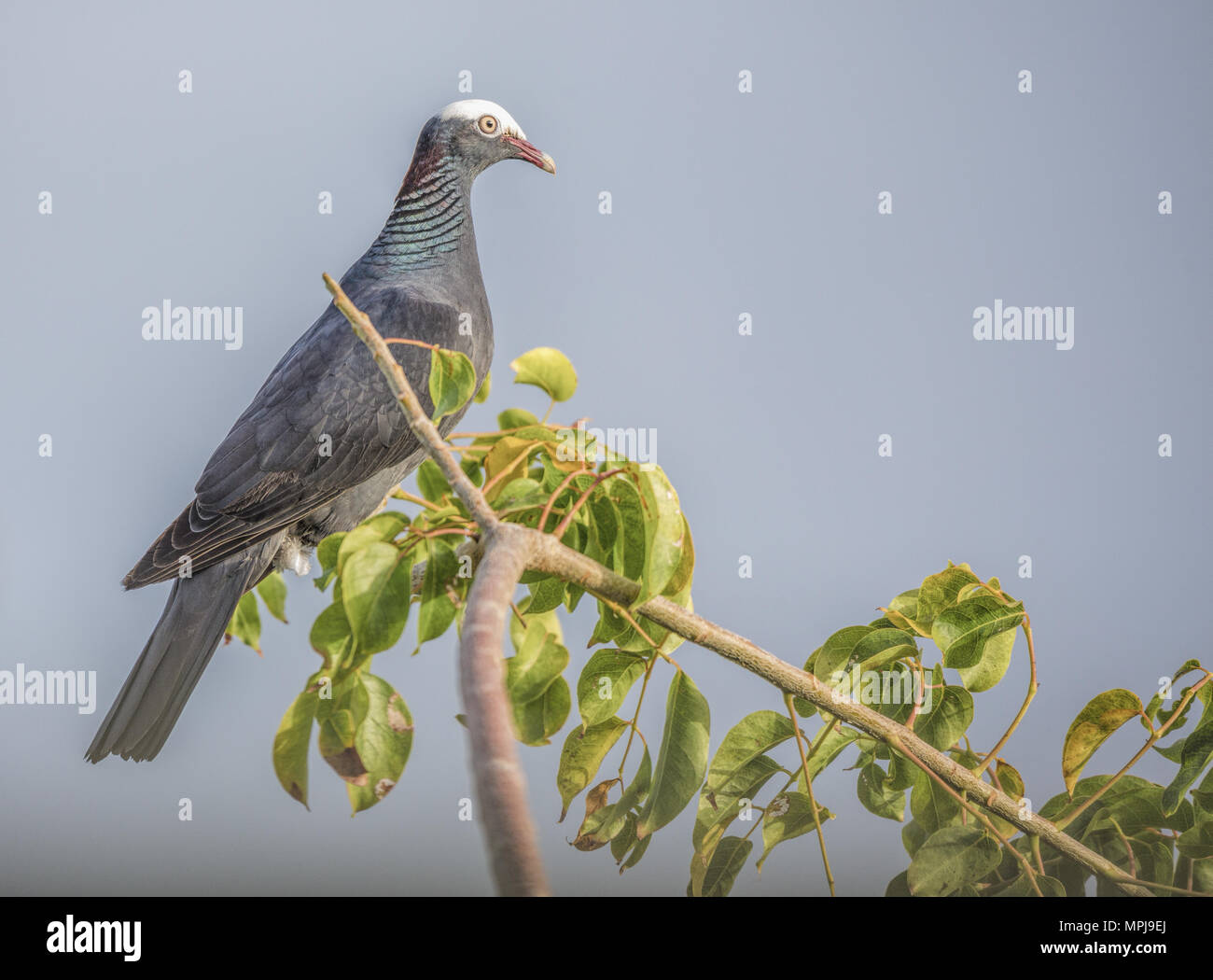 White Crowned Pigeon, Columba leucocephala Foto Stock