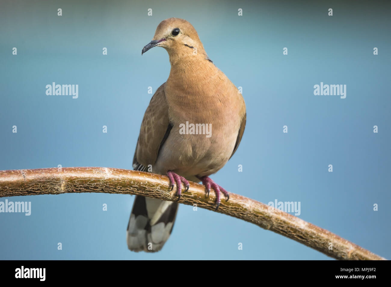 Zenaida Colomba, Zenaida aurita, Antigua Foto Stock