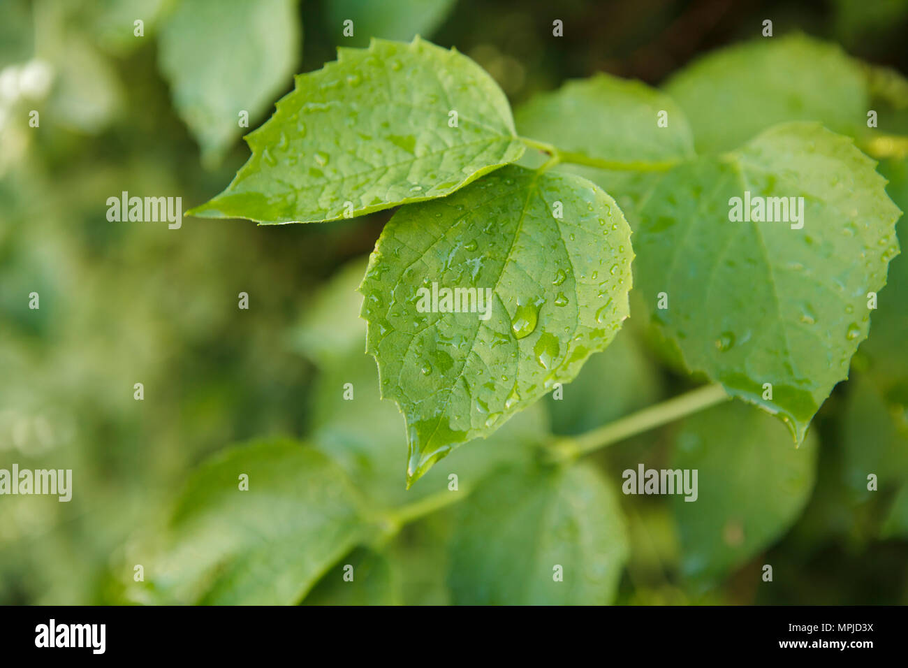 Gocce di acqua su foglie verdi - tempo di primavera Foto Stock