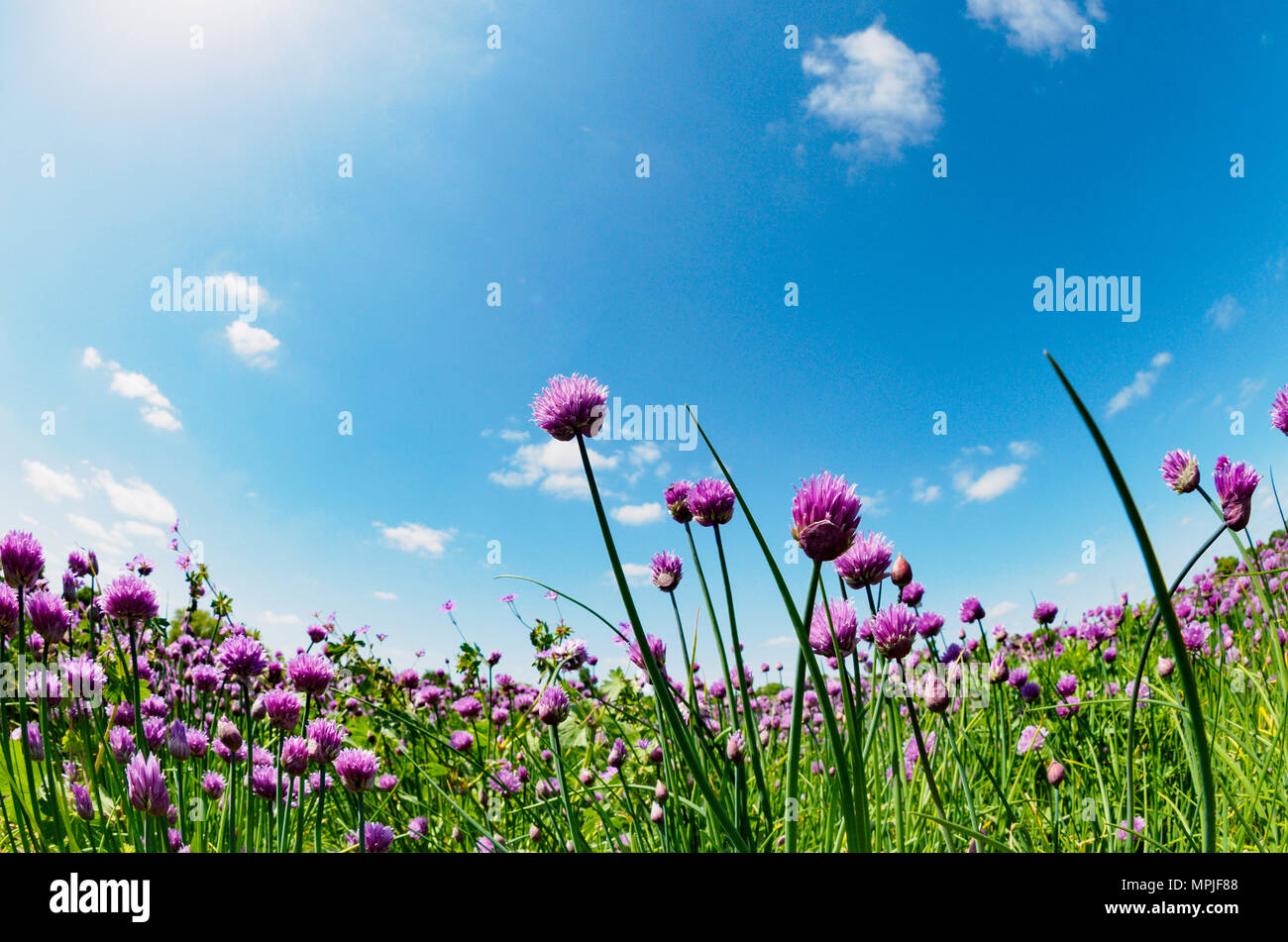 Campo di erba cipollina cresce come un raccolto Foto Stock