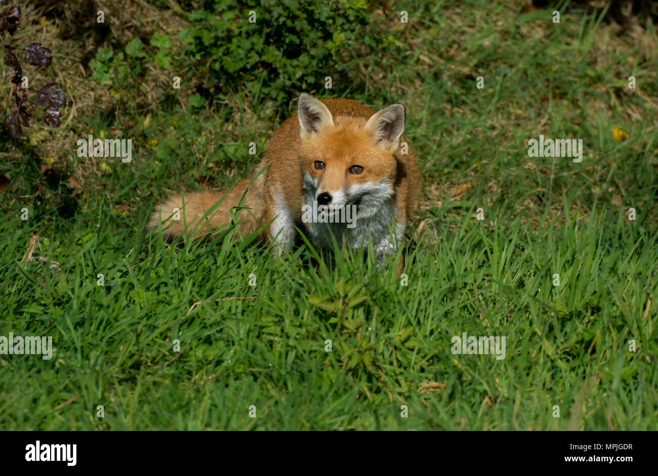 Wild fox ritratto guardando la fotocamera Foto Stock