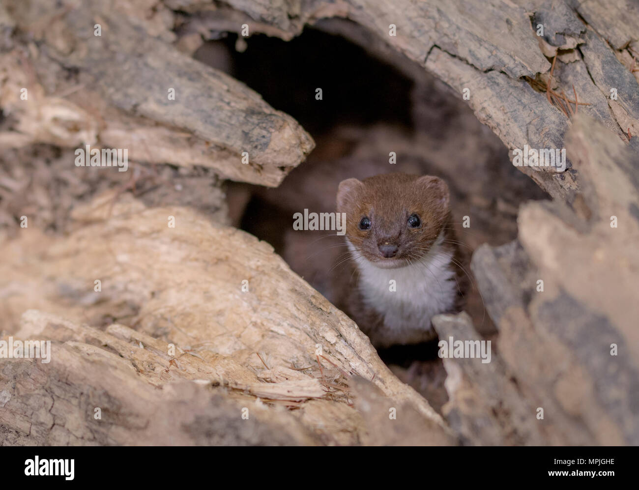 Un Wild Weasel guardando fuori attraverso un registro Foto Stock