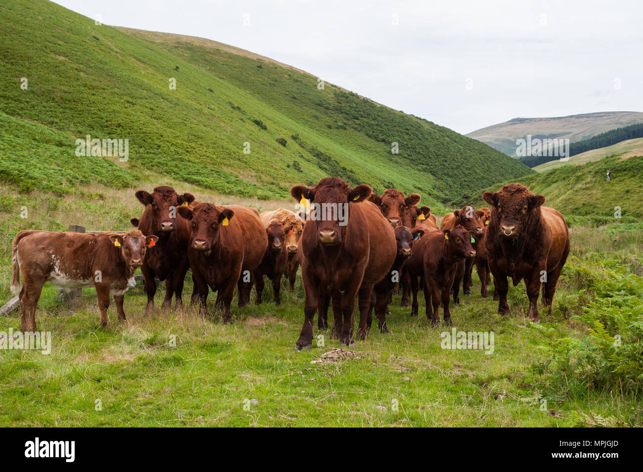 Di razza pura Luing vacche e Luing bull con Luing vitelli e Simmental cross i vitelli in nord Northumberland. Foto Stock