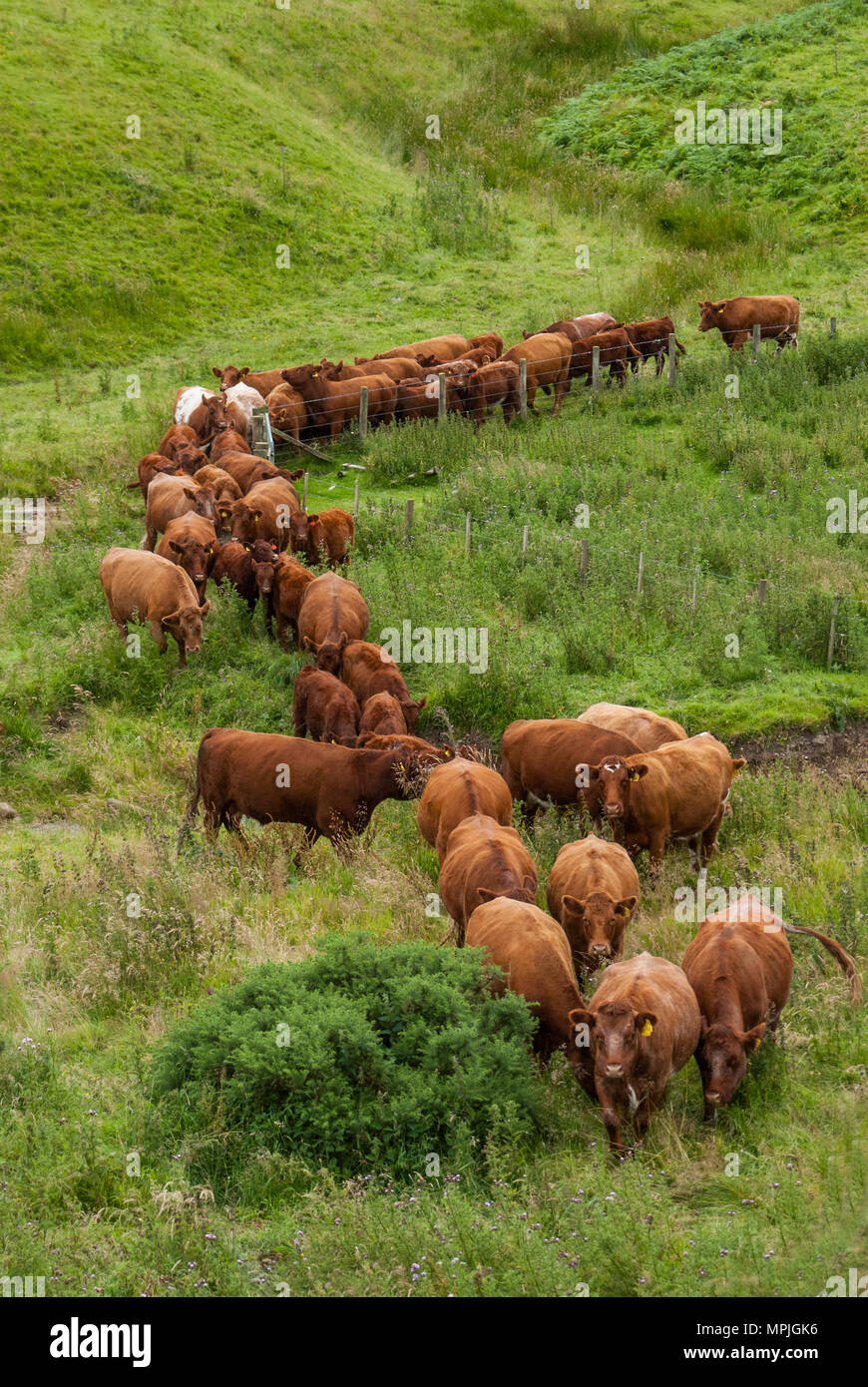 Luing puro vacche e pura e Luing Simmental cross i vitelli in nord Northumberland. Foto Stock