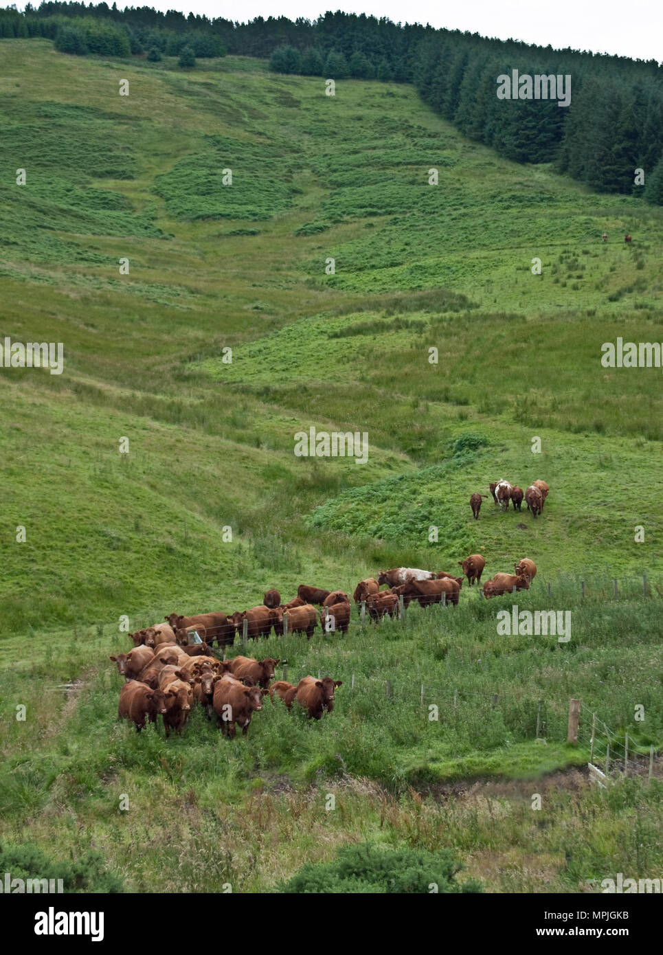 Luing puro vacche e pura e Luing Simmental cross i vitelli in nord Northumberland. Foto Stock