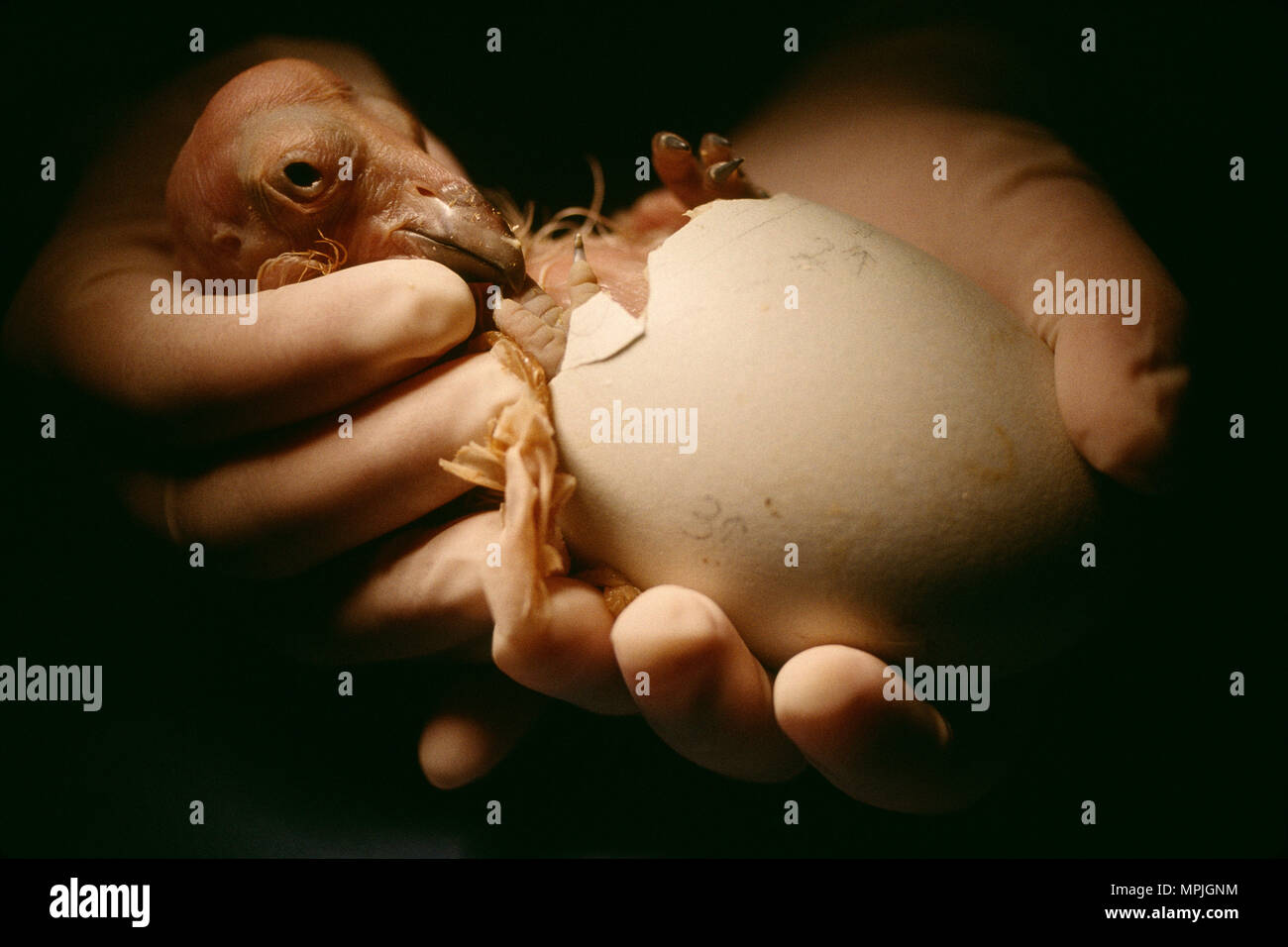 CALIFORNIA CONDOR (Gymnogyps californianus) cova pulcino [specie in via di estinzione] / San Diego Wild Animal Park, San Diego, California Foto Stock