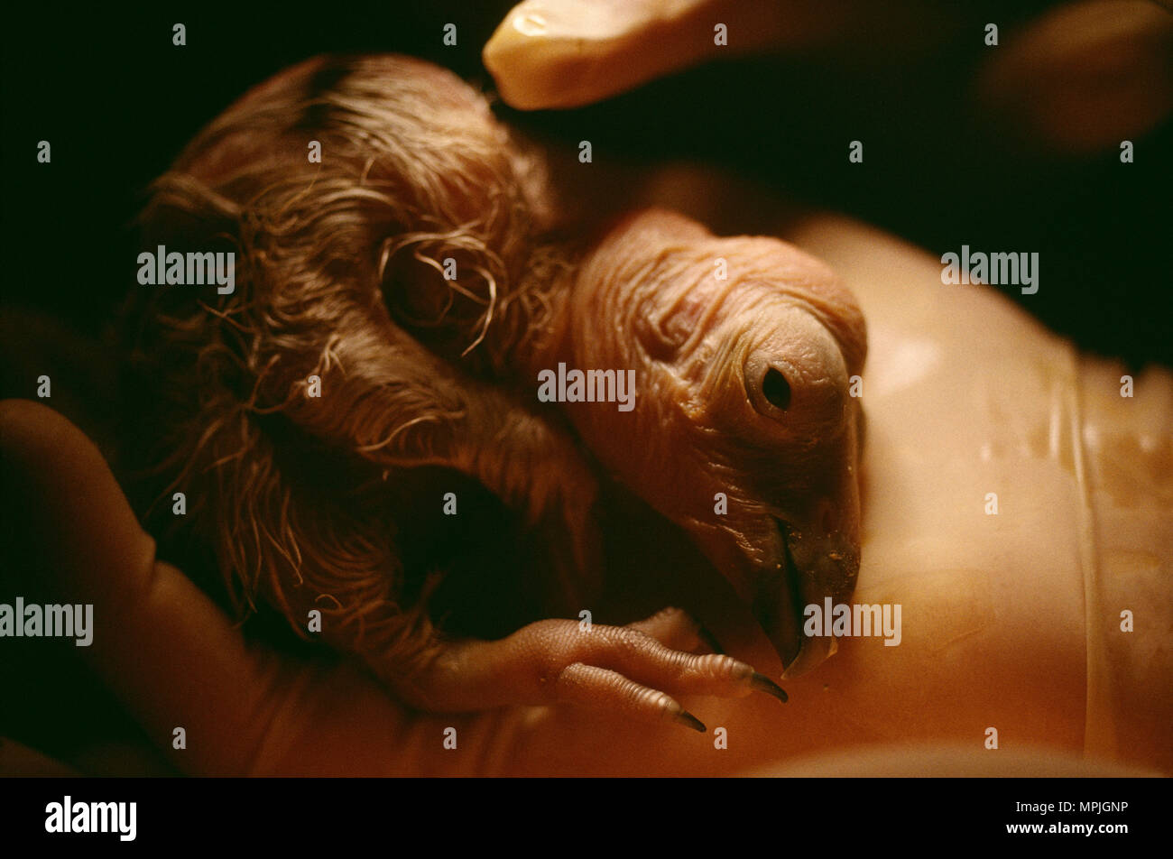 CALIFORNIA CONDOR (Gymnogyps californianus) cova pulcino di specie in via di estinzione Parco degli Animali Selvaggi di San Diego San Diego, California Foto Stock