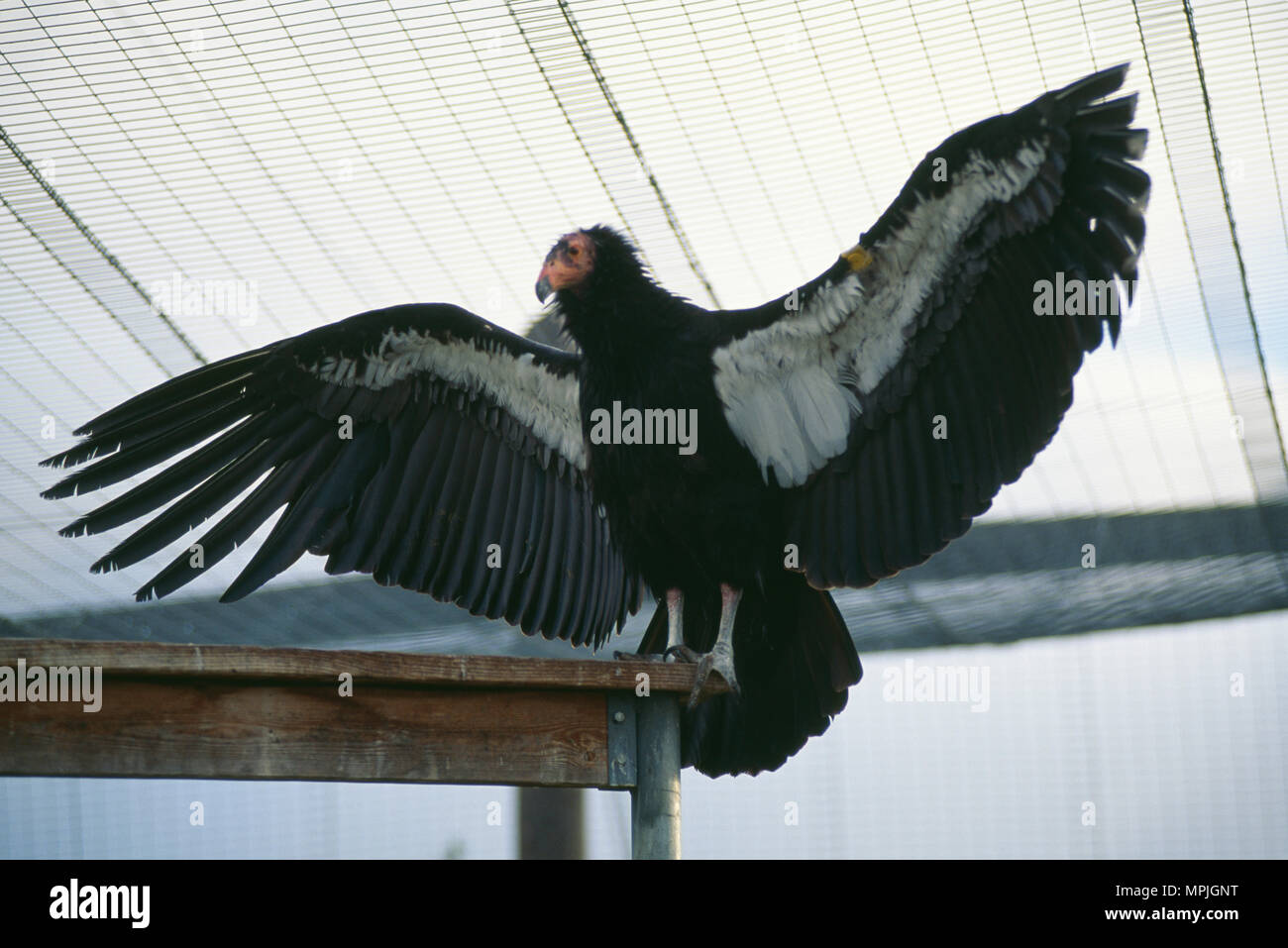 Adulto CALIFORNIA CONDOR (Gymnogyps californianus) / California / specie in via di estinzione Foto Stock