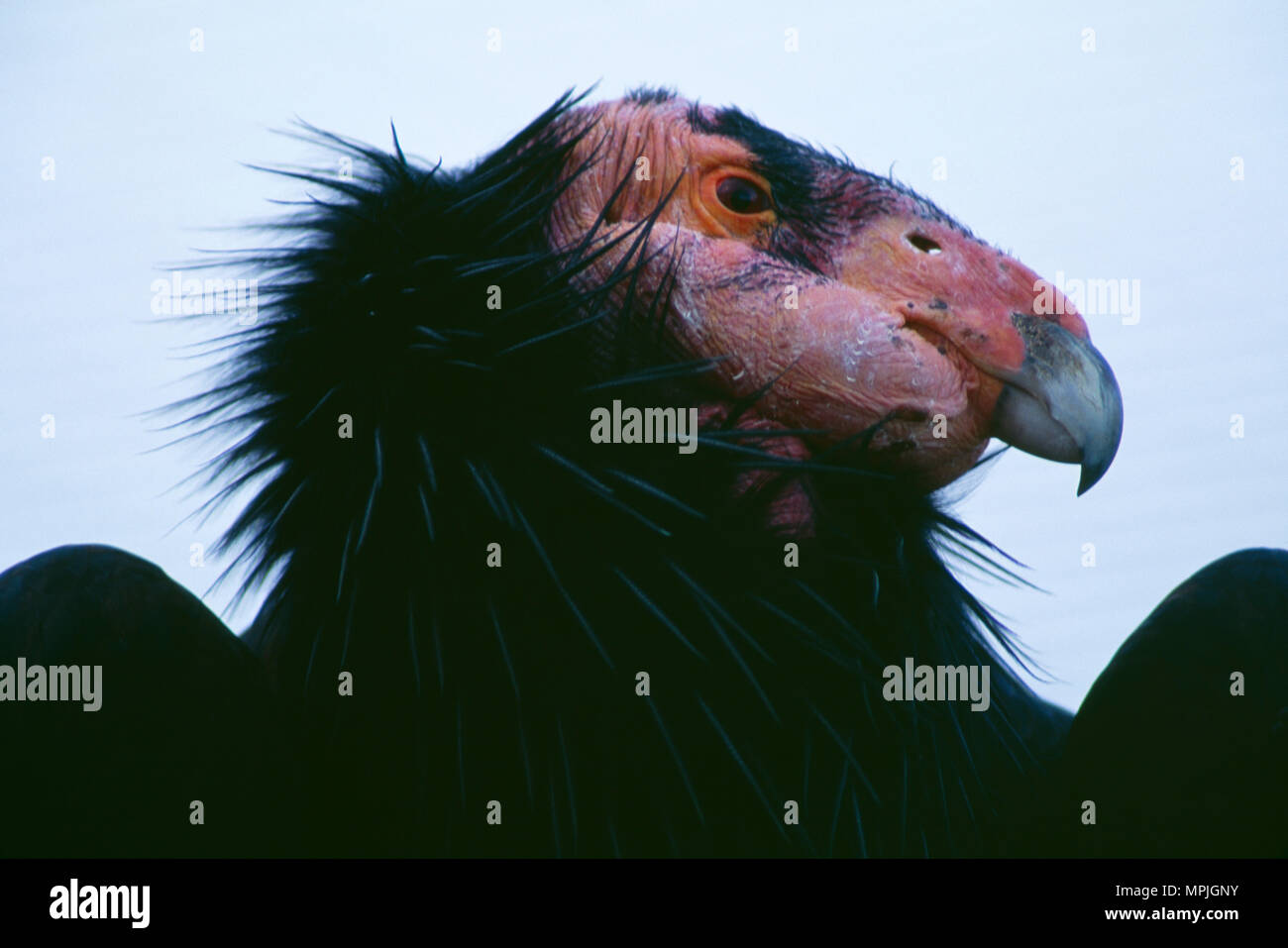 CALIFORNIA CONDOR (Gymnogyps californianus) adulto specie in via di estinzione Parco degli Animali Selvaggi di San Diego San Diego, California Foto Stock