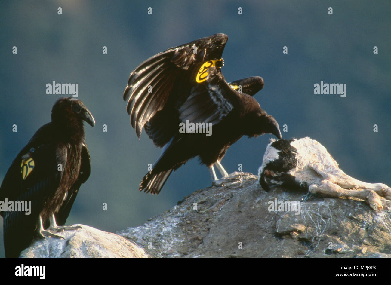 CALIFORNIA CONDOR (Gymnogyps californianus) capretti CONDOR SELVATICI IN ALIMENTAZIONE ANIMALE MORTO [specie in via di estinzione] / Los Padres National Forest, CAL Foto Stock