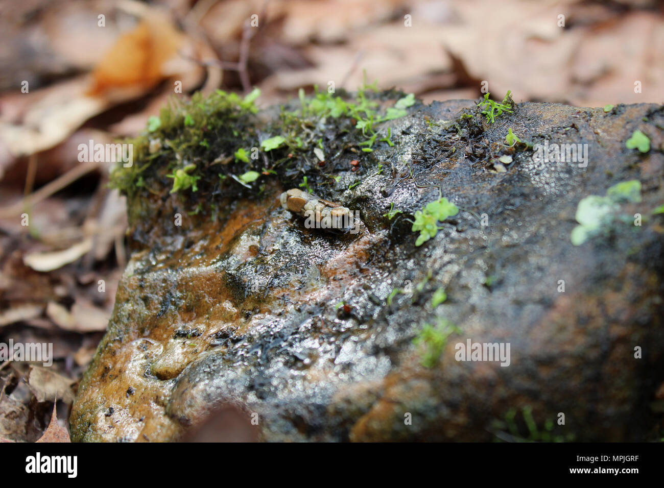 Un Caddisfly larvae caso scoperto sotto una roccia in una molla alimentata corrente; la contea di Huntingdon, Pennsylvania. Foto Stock