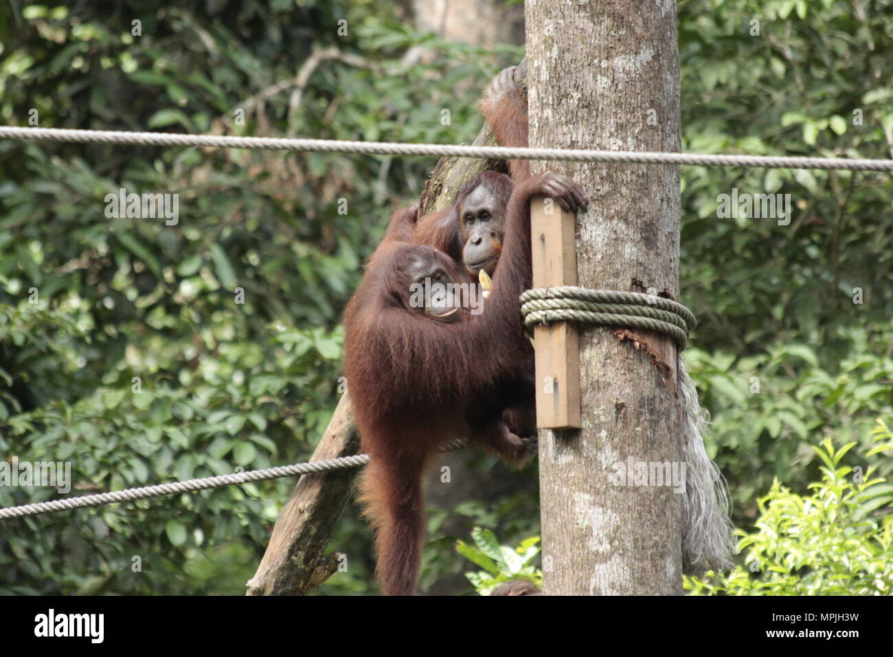 Orangu-tans in Sawarak - Il Semenggok Orangu-tan Santuario. Foto Stock