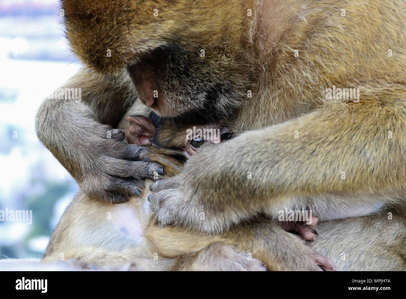 I Macachi della Rocca di Gibilterra. La Barbary Macaque popolazione di Gibilterra è il solo wild monkey popolazione nel continente europeo. Foto Stock