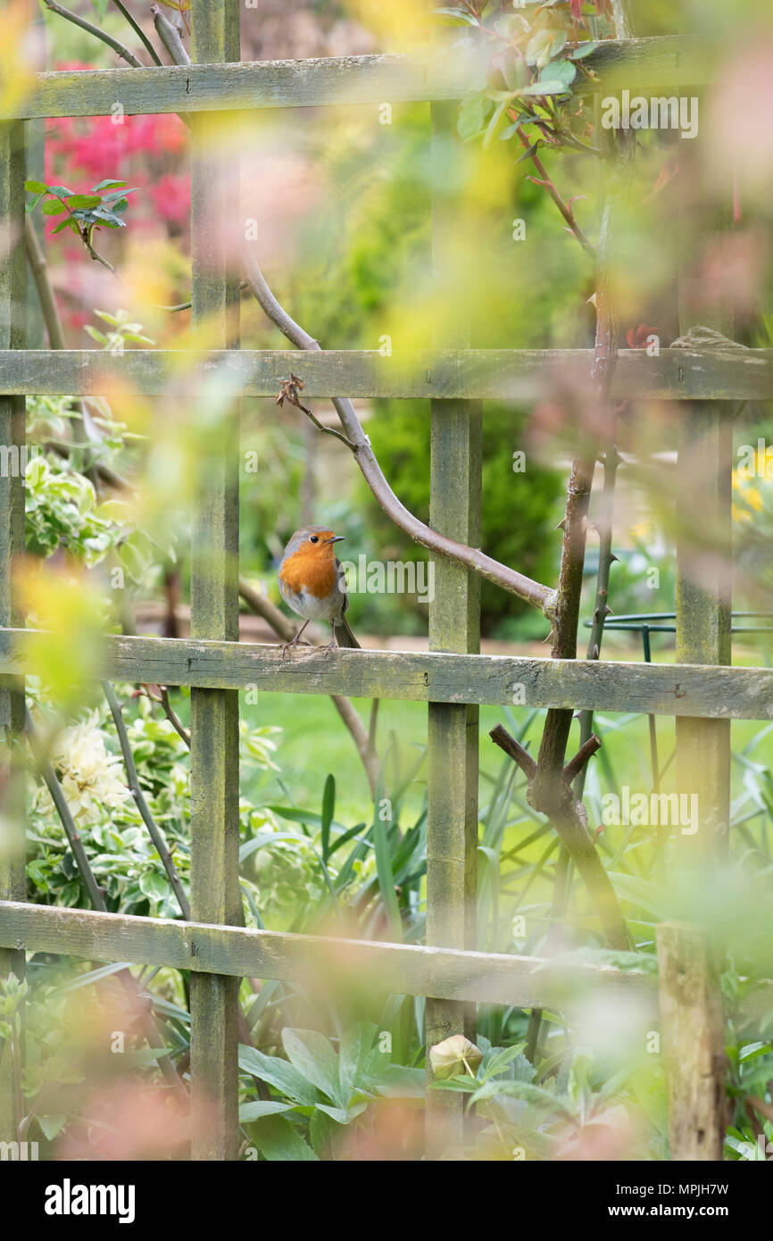 Erithacus Rubecula. Robin su un giardino a graticcio in un giardino inglese Foto Stock