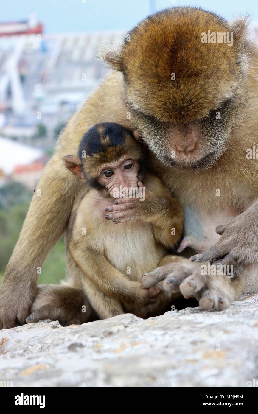 I Macachi della Rocca di Gibilterra. La Barbary Macaque popolazione di Gibilterra è il solo wild monkey popolazione nel continente europeo. Foto Stock