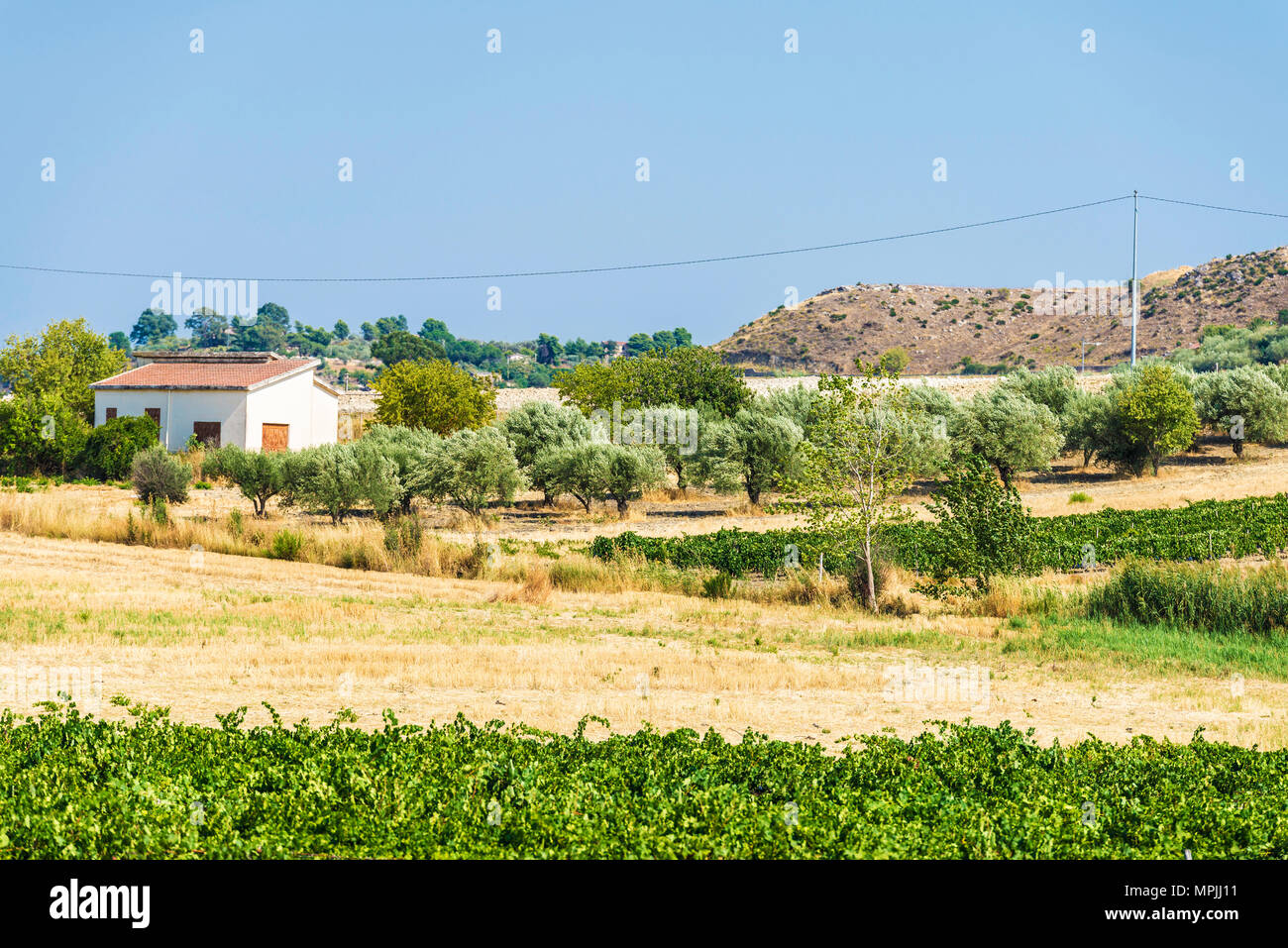 Filari di alberi di olivo e vigneti accanto a campi di cereali in Sicilia, Italia Foto Stock