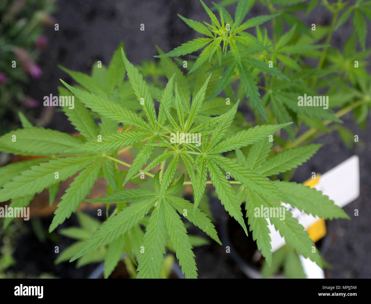 Pot illegale la coltivazione della cannabis sativa pianta di produrre i cannabinoidi possono essere somministrati mediante vaporizzazione di fumare o ingestione orale Foto Stock