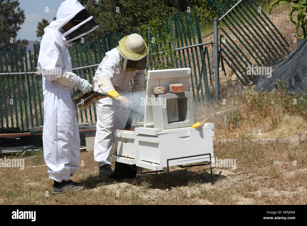 Due gli apicoltori Foto Stock
