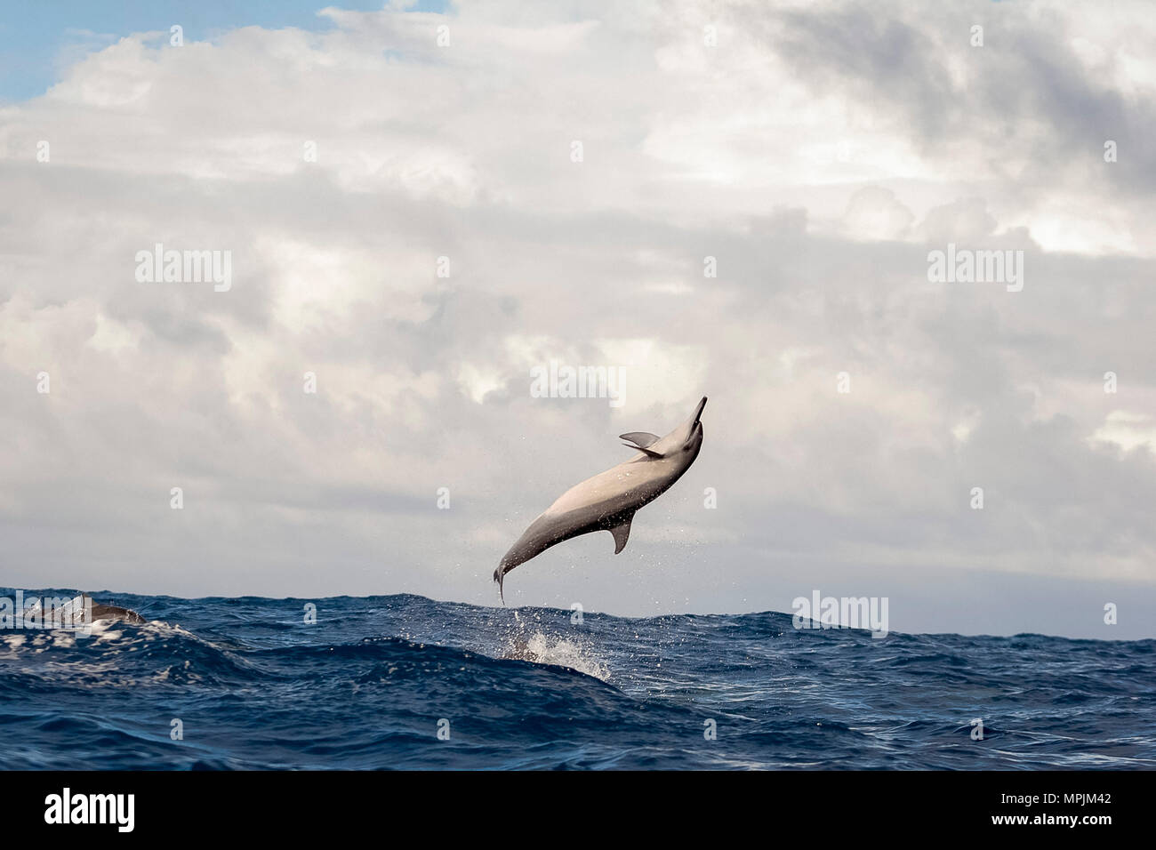 Spinner il Delfino Stenella longirostris, saltando, saltando Chichi-jima, Bonin Isole Isole Ogasawara, Sito Patrimonio Mondiale dell'UNESCO, Giappone, Pacific Oc Foto Stock