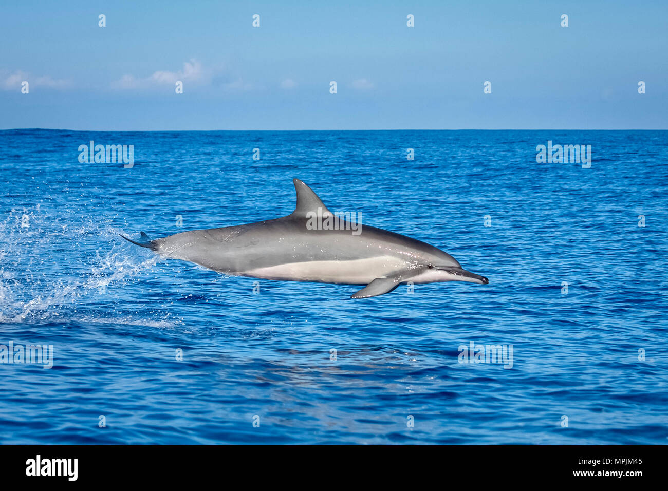 Spinner il Delfino Stenella longirostris, saltando, saltando Chichi-jima, Bonin Isole Isole Ogasawara, Sito Patrimonio Mondiale dell'UNESCO, Giappone, Pacific Oc Foto Stock