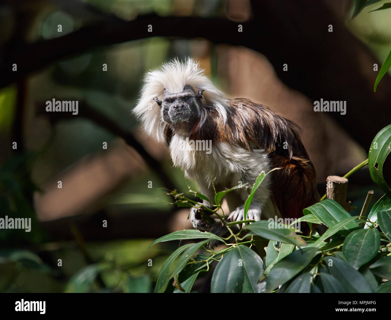 Crested tamarin, una piccola scimmia con i capelli rossi e una cresta bianca sulla sua testa tra i rami verdi su un albero nella foresta di pioggia. Foto Stock