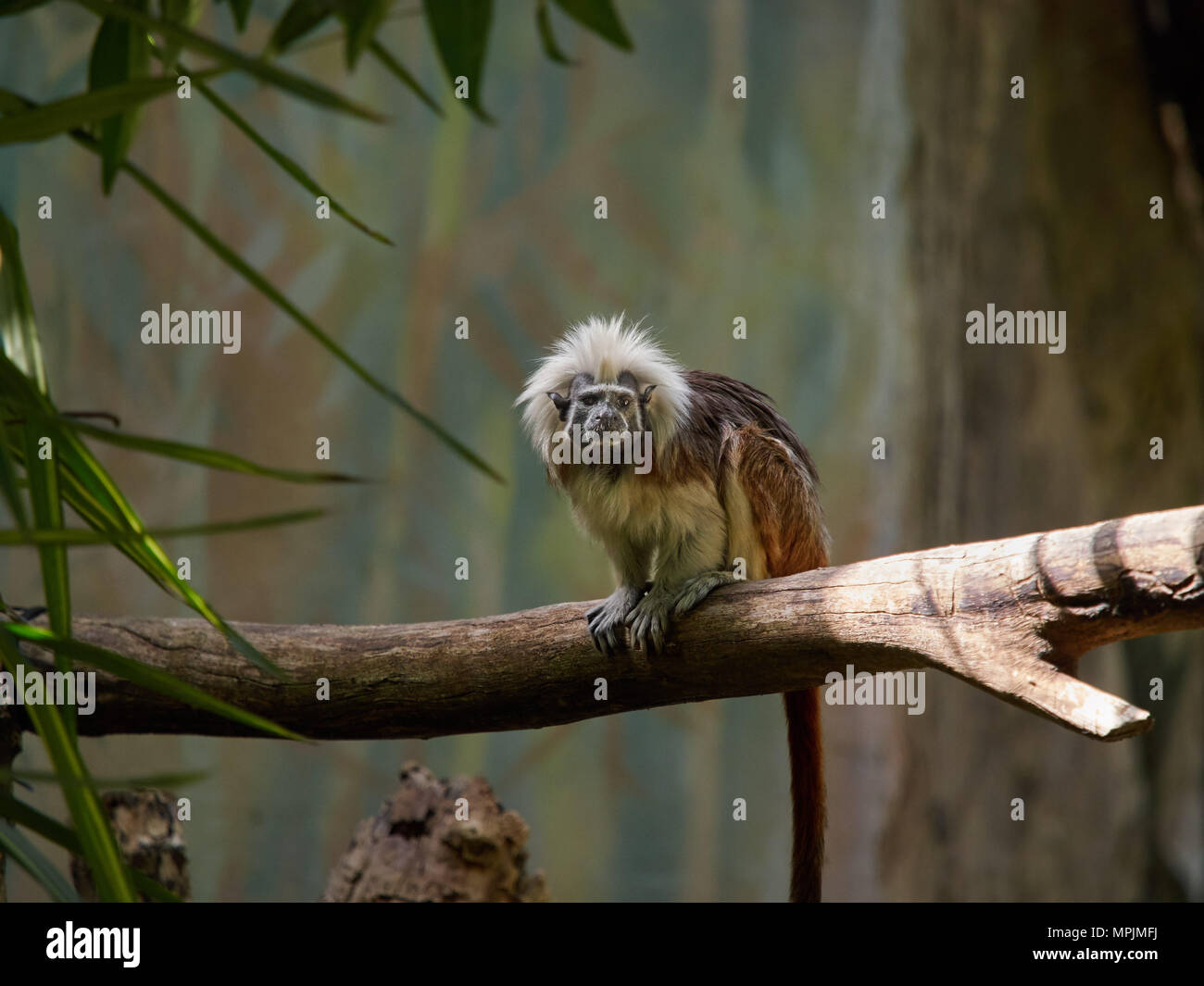 Piccolo crested tamarin, una scimmia giocattolo su una spessa il ramo di un albero in una foresta pluviale. Foto Stock