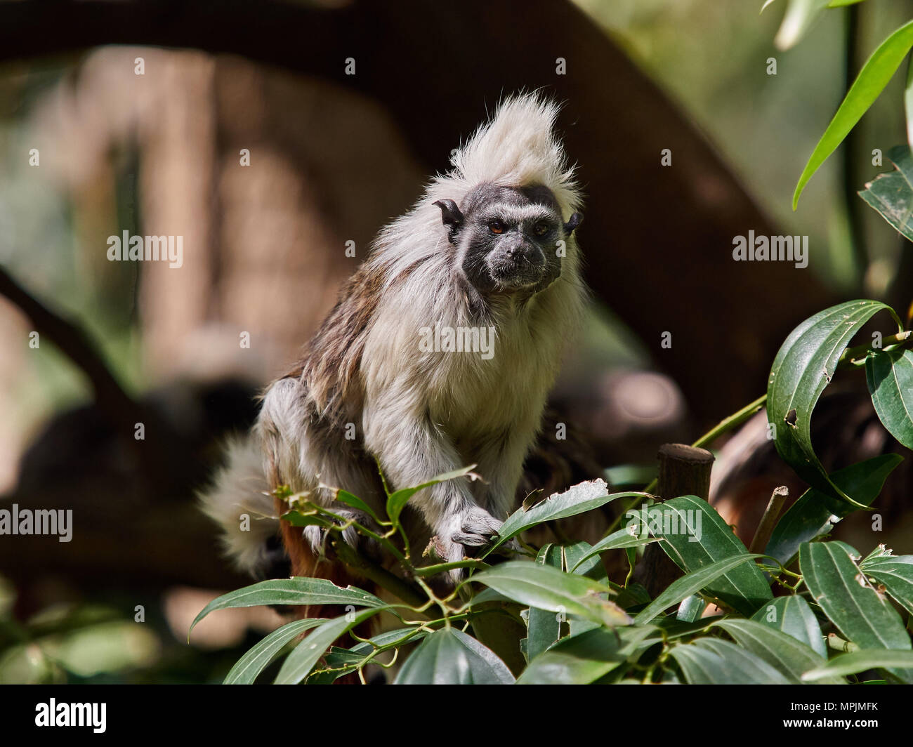 Crested tamarin, il giocattolo più piccola scimmia, con muso nero e bianco lunghi capelli sulla sua testa sui rami di alberi, Africa. Foto Stock