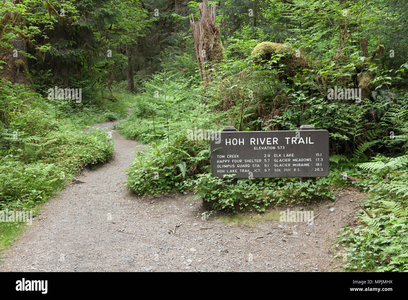 Sentiero attraverso la foresta pluviale Hoh nel Parco Nazionale di Olympic, Washington. Foto Stock