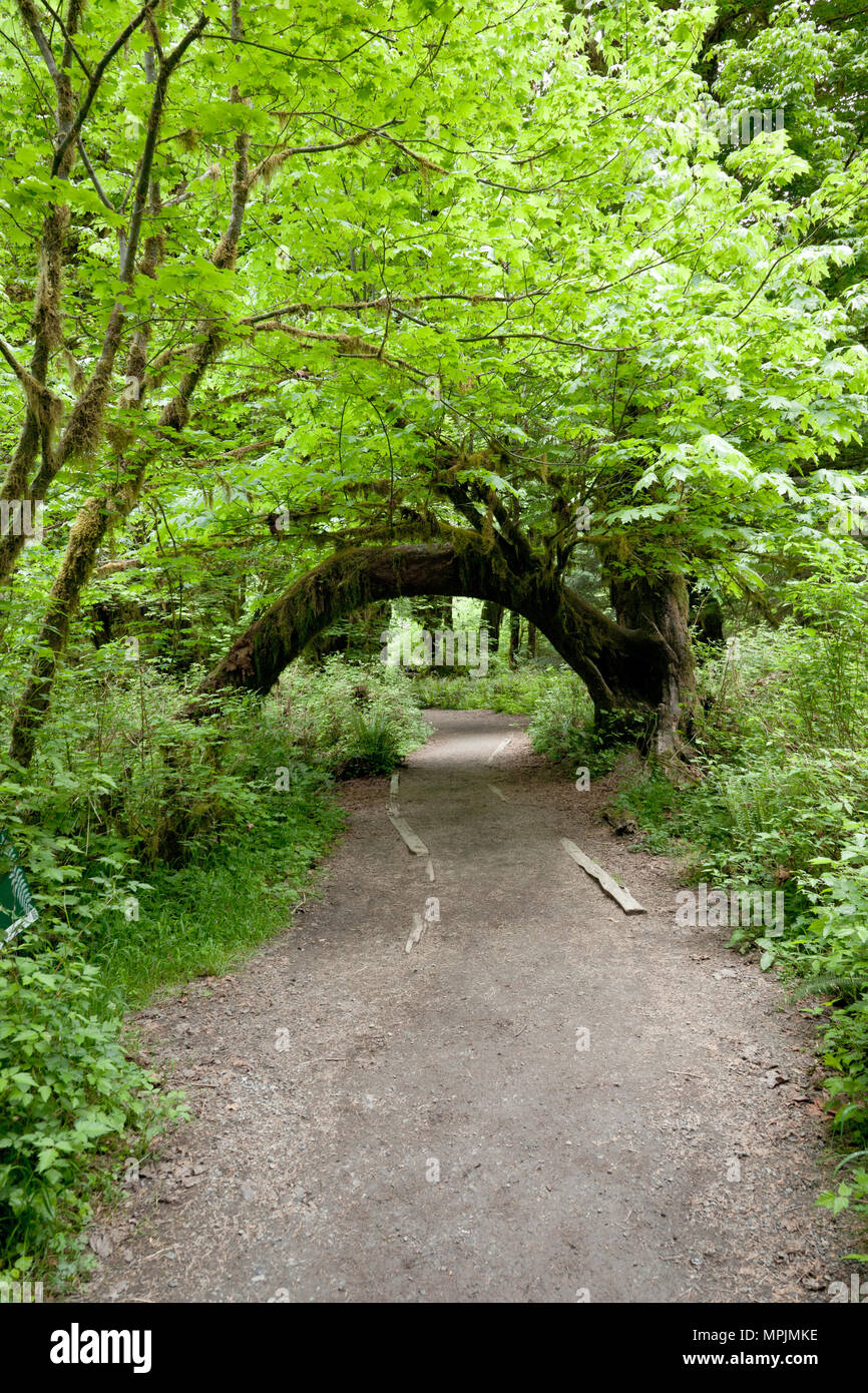 Sentiero attraverso la foresta pluviale Hoh nel Parco Nazionale di Olympic, Washington. Foto Stock