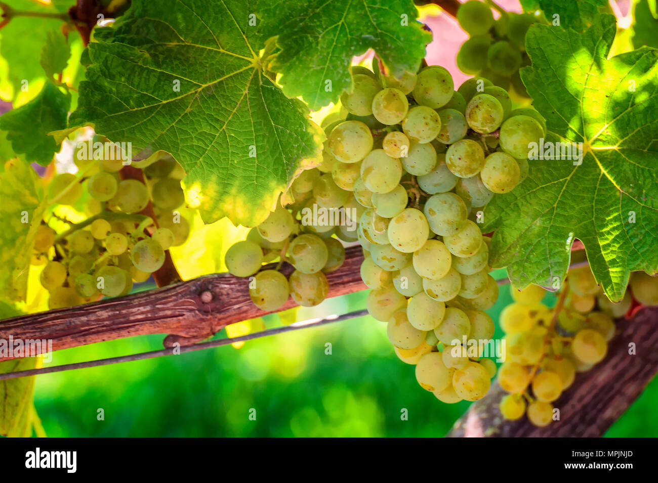 Verde uva da vino crescere su un vitigno poco prima della vendemmia in Carlton, Oregon Foto Stock
