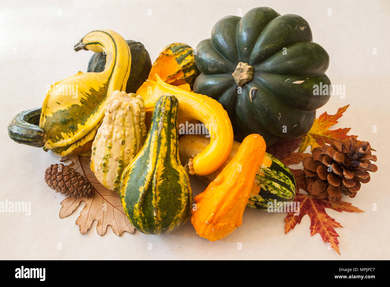 Ancora una vita di zucche invernali e coloquintidi ornamentali rappresenta un abbondante raccolto di alimenti nutrienti Foto Stock